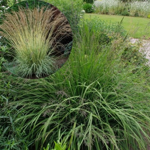 Molinia arundinacea 'Fontäne' - Roog-sinihelmikas 'Fontäne' P9/0,55L 